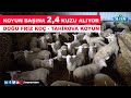 Koyun Başına 2,4 Kuzu Alıyor | Doğu Friz Koç - Tahirova Koyun