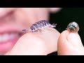 These Isopods are AWESOME