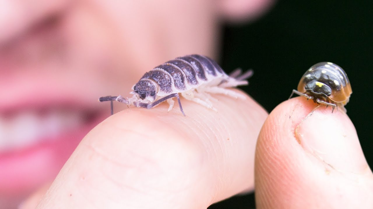 These Isopods are AWESOME