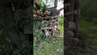 Bckyrd Mushrooms On The Kombucha Farm