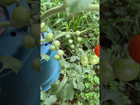 Fried green mators recipe please ?! 🙏 #gardening #grow #garden #mators #tomato ##backyardgardening