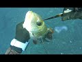 Spearfishing maui