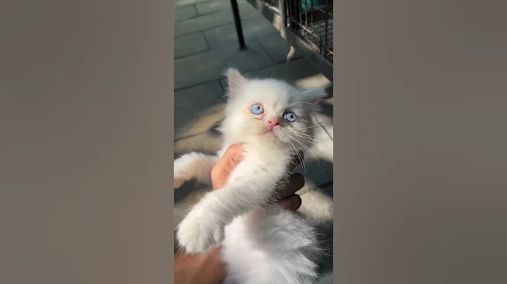 Watch the video about Blue eyes white Doll face kitten available😳🔥| All kerala | Malayalam | Home Pets |