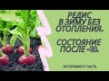 Эксперимент. Редис в зиму без отопления. Состояние после -10 [1 часть]