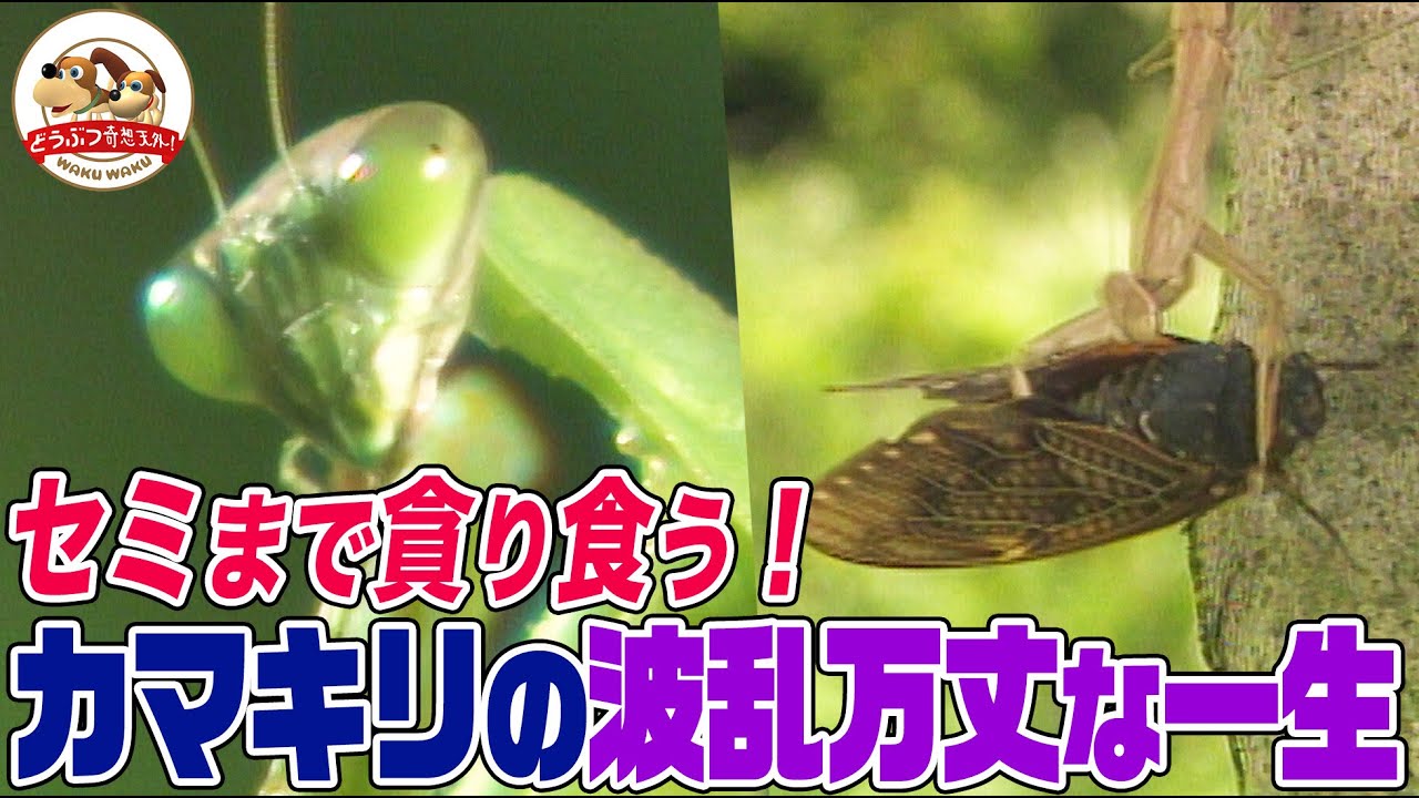 【セミまで捕食】カマキリは１年で一生を駆け抜ける…幻想的な脱皮、ハチとのバトル…四季を通して見つめたその短くも熱い生涯【どうぶつ奇想天外／WAKUWAKU】