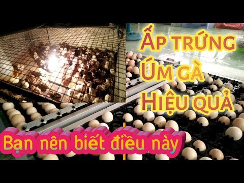 Video: Cách Nuôi Gà Con ấp Trứng