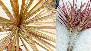 Dracaena marginata plant care & propagation from cuttings.