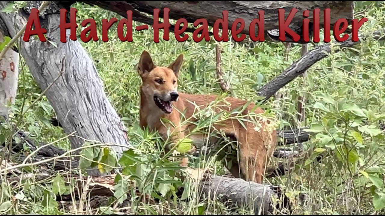 A Hard Headed Killer