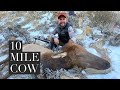 Colorado Cow Elk Late Rifle Hunt | Public Land, DIY | 600 Yard Long Range Shot | December 2021