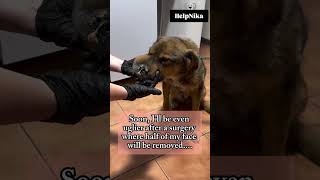 #help #puppy adobt##giveusourstolenmoneyback #rescuedog paypal link is in the bio,,,,,,