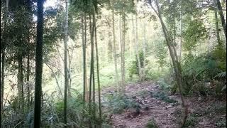 chim Héc Soan 06/11/2021 cũng gọi là ok