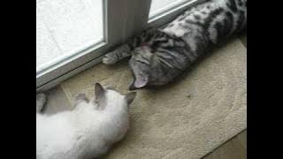 ççç±³ç±³å¥½åå¼