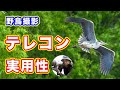 【野鳥撮影】テレコンの画質劣化とAFスピードの低下は許容範囲内か？【実用性チェック】#α1 #600mmF4