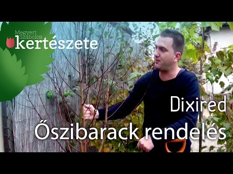 Videó: Arany jubileumi őszibarackfák: Arany jubileumi őszibarack termesztése a tájon