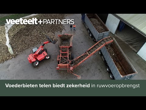 Voederbieten telen biedt zekerheid in ruwvoeropbrengst