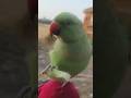 #mummy ek gilas pani de do #funny #funnyanimal #funnyparrot #talkingparot #viralvideo #viralreels...