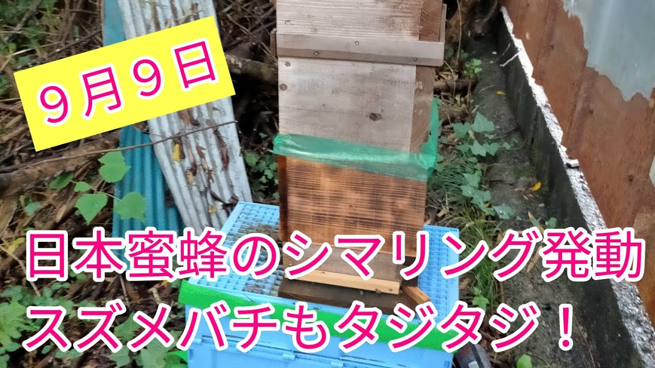 ニホンミツバチ2ヶ月ぶりの内検！巣箱の中の様子を確認してみました