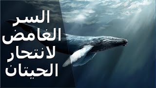 لماذا تنتحر الحيتان بسبب السونار او السفن والغواصات 