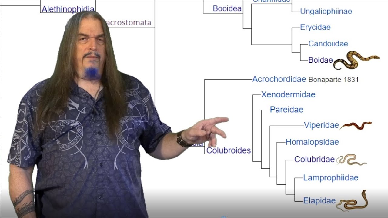 Python Ophidia Ophidia 2: Evolving diversity of Snakes - YouTube