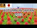 Best Autumn in Japan 2022 Mt hakodateyama Shiga 4k hdr videos walking tour