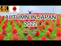 Best autumn in japan 2022 mt hakodateyama shiga 4krs walking tour