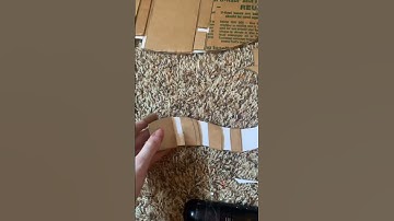 Hypermotion tail! #tails #antizoo #kemonomimi #therian