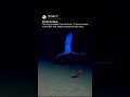 Ghost of the Abyss
