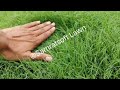 Gardening Work Step by step How to Design My Garden Yard and Lawns #lawnindia