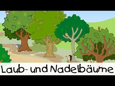 Laub- und Nadelbäume || Kinderlieder zum Lernen