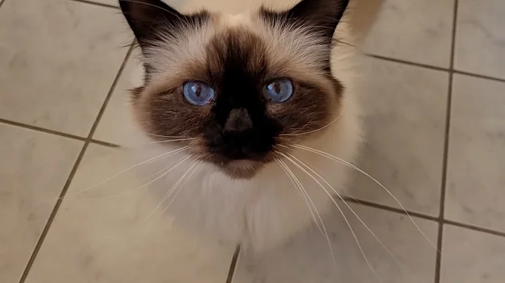Watch the video about Cat Asks For Some Minced Beef