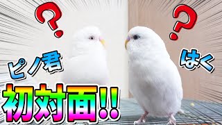 白いセキセイインコの初対面