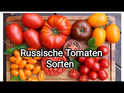 Video: Niedrigwachsende Tomaten fürs Freiland. Niedrig wachsende Tomaten, die nicht gekniffen werden müssen. Ernte verkümmerte Tomaten
