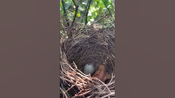 New baby is coming - Long Tailed Shrike