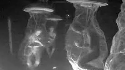 暗網「道西戰爭」全集 - 天天要聞
