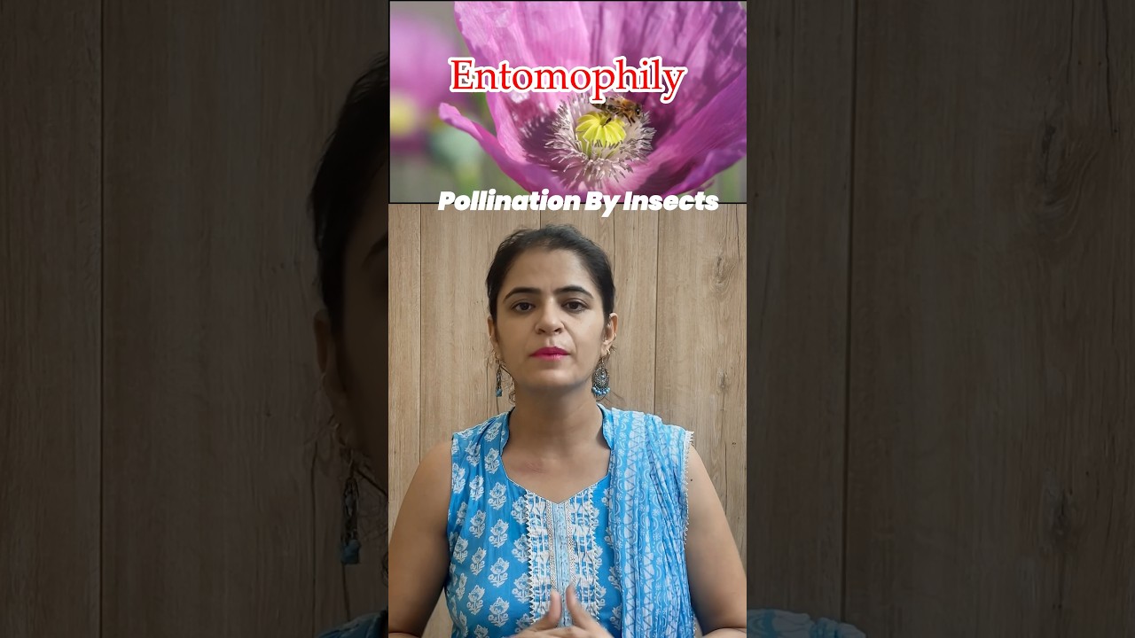 Entomophily| Pollination by insects| Characteristics of Entomophilous flowers| 