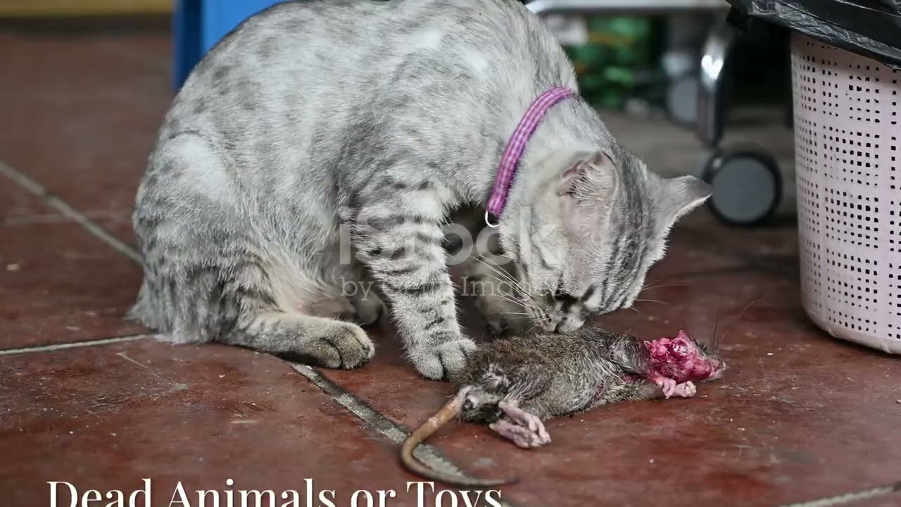 Decoding Your Cat's Quirky Behaviors