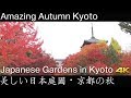 [4K] 美しい日本庭園 京都の秋　Amazing Autumn kyoto Japanese Gardens in Kyoto