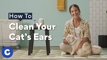 How To Clean A Cat’s Ears | Chewtorials