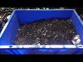 My Vermicompost Bin in Jan 2020 , Maintenance of Worm Bin  | Lizards & Grubs in Worm Bin