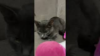 😅🐈⬛ Hı Hı Toygar Sessiz Ol Hep Hep Bunlar🤫