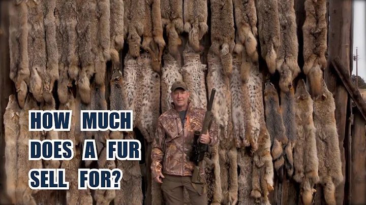 How Much is a Coyote Fur Worth? Behind the Scenes at a Fur Auction