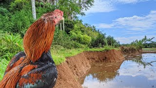 Suasana jadi menarik, ketika suara kokok ayam diiringi kicauan burung