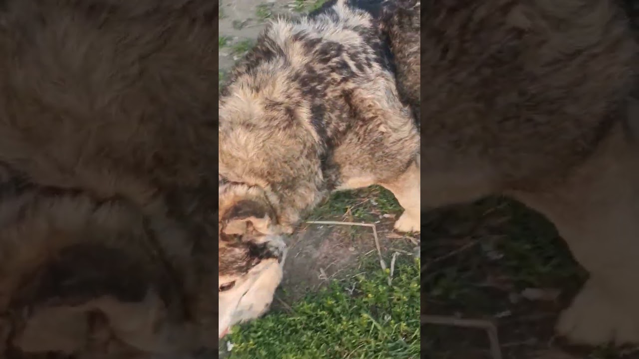 Собака, похожая на волка 🐶🐶🐶♥