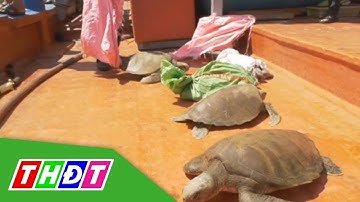Thả 12 cá thể rùa biển về môi trường tự nhiên | THDT