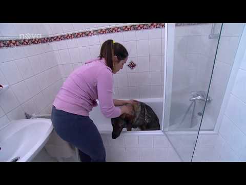 Video: Jak Správně Koupat Svého Psa