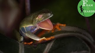 Waking up ritual  Red eyed tree frog