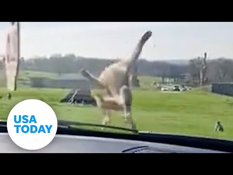 Safari park guests in England left in awe over backflipping monkey | USA TODAY