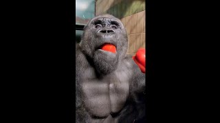 [Extended] Favourite Silverback Gorilla Eating!
