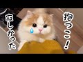 病院を退院して愛猫と1週間ぶりに再会したらこうなりました涙