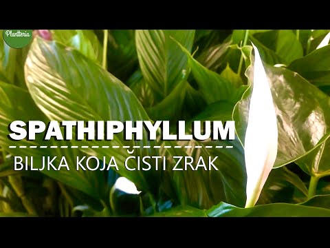Video: Kako Presaditi Spathiphyllum (žensku Sreću) Kod Kuće